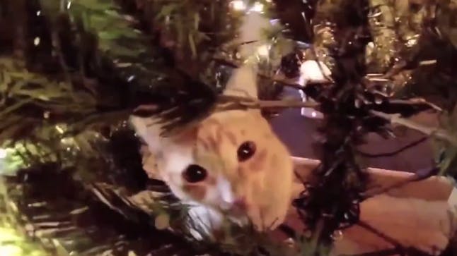 VIDEO Cats vs Christmas trees channel_name